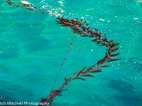 Smugglers Cove kelp
