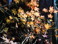 A7C00121 Oak leaves