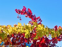 Sonoma Leaves