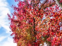 Sonoma autumn trees