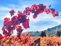 red grape leaves 1