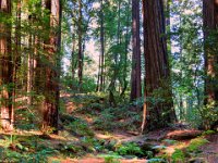 Mendocino Redwoods 1