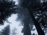 IMG 5905 Sequoia NP