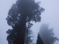 IMG 5932 Sequoia NP
