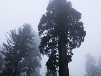 IMG 5936 Sequoia NP