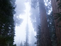 IMG 5961 Sequoia NP