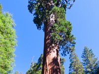 IMG 6332-Pano Sequoia NP
