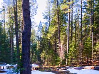 Redwoods & Snow