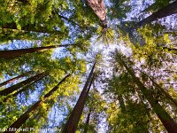 Humbolt Redwoods 1