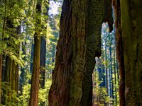 Humbolt Redwoods 2