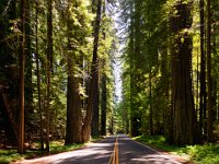 Humbolt Redwoods