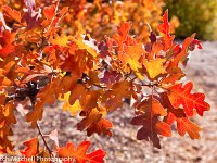 Grand Canyon oak leaves