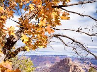 Grand Canyon with oak