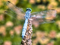 Blue Dragonfly 1