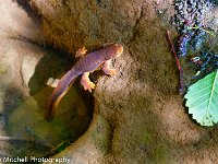 Coos Bay Salamander