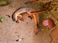 Coos Bay salamanders