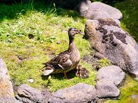 Ducklings 1