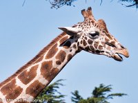 Giraffe head 1