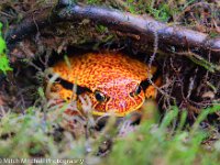 Orange Toad