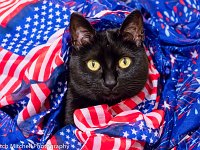 Patriotikitty 1  good for greeting cards