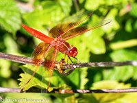 Red Dragonfly 1