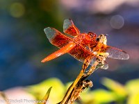 Red Dragonfly 6
