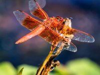 Red Dragonfly 7