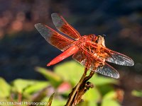 Red Dragonfly 9