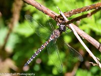 Silver Falls Dragonfly
