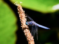 blue drafonfly 3