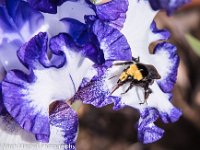 bumble bee on iris