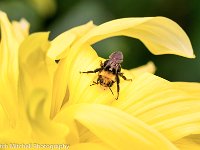 bumble bee on yellow Dahlia