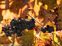 A7C00188 Fall grapes
