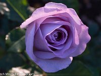 A7C00752 Violet Rose