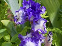 Blue & White Irises