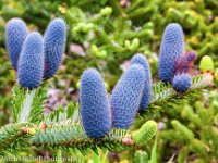 Blue pinecones
