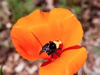 California poppy iwth bumble bee
