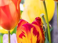 Flame Tulip