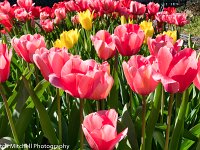 Gamble Tulips 1