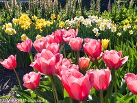 Gample Tulips