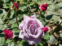 MIT00529 lavender rose