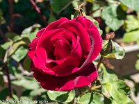 MIT00560 red rose
