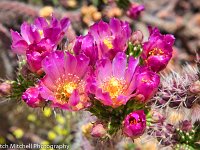 Mission San Antonio cactus blossoms 1