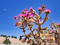 Mission San Antonio cactus blossums 3