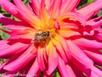 Pink Dahlia and bee 1