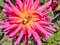 Pink Dahlia with bee 2