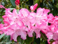 Pink Rhodedendrons