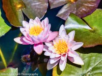 Pink lotus 3