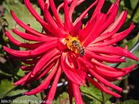 Red Dahlia and bee