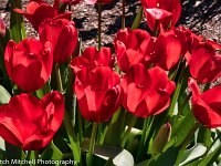 Red Tulips 1